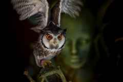 Roland-Brugger_Sparte1_the-owl