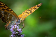 MG_5997-2-Kopie