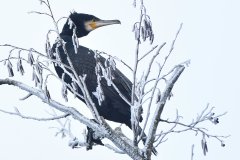 Kormoran im Winter