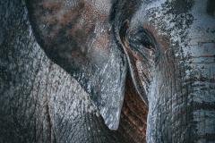Elefant - Christoph R.