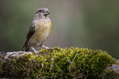 Fichtenkreuzschnabel