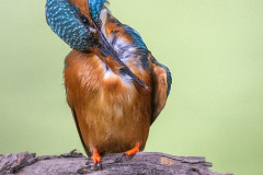 Eisvogel