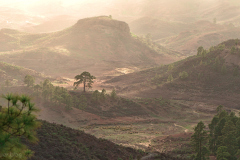 El árbol de Casandra I