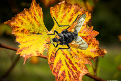 Harald-best-of-2025-8-von-8