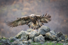 P1030061-Bearbeitet-2