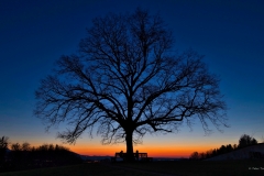 1_Plainlinde