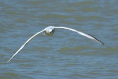 Möwe