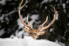 P2191970-Bearbeitet-2