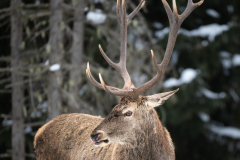 P2192708-Bearbeitet-2