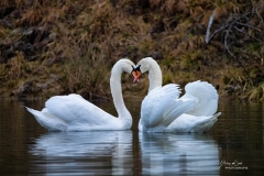 Schwäne-Anteringer-Au-020124