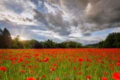 Mohn