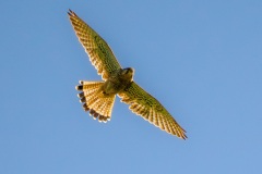 Mäusebussard