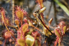 Libelle