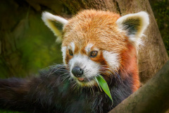 Roter Panda