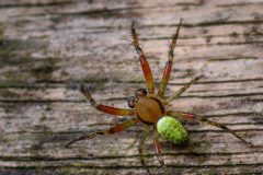 MG_5155-2