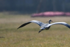 Landeanflug