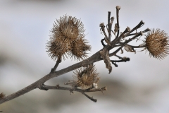 Distel