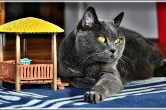 Katze im Kinderzimmer