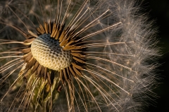 Pusteblume