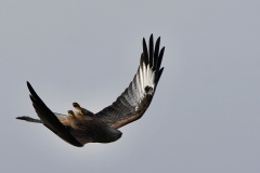 Im Rückenflug