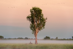 Vor Sonnenaufgang in den Yellow Waters, Kakadu NP, Australien