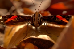 Herbstschmetterling - Flatterlus Autumna