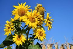 Sonnenblumen