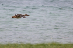 Flug Ente