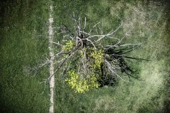 Dead tree developing new leaves