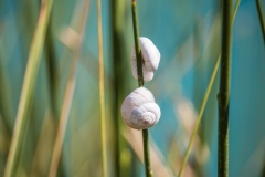 Hibernating Snails