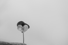 P4140389-1