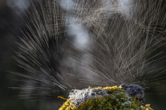 zerplatzte Seifenblasen