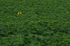 Die erste Sonnenblume