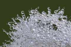 Wassertropfen am Löwenzahn