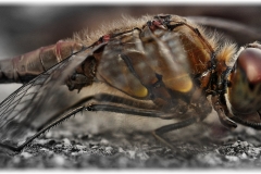 Libelle