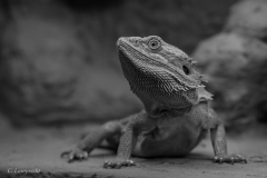 Bartagame Spike