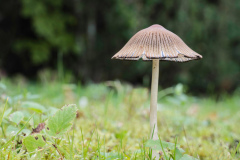 Pilz