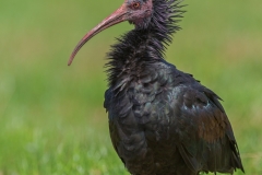 20170708WildlifeWaldtrappWildschweinEisvogel10227