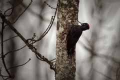 20180318Anteringerau-Wildlife4304