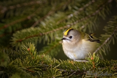 Wintergoldhänchen