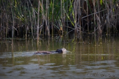 20190420Wildlife-Anteringerau