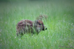 20200607WILdlifeAnteringerauWildschwein8062