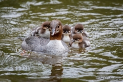 Gänsesäger