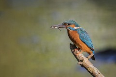 Eisvogel