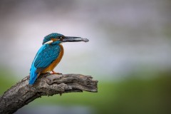 Eisvogel