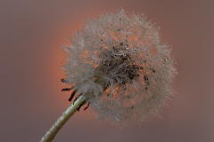 Pusterblume