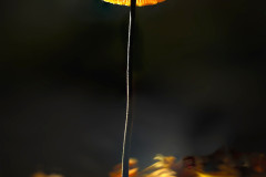 Pilz-2-FC