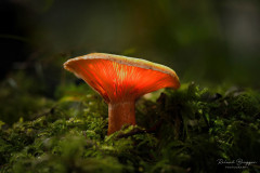 Pilz-5_2-FC