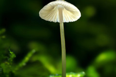 Pilz-6_3-FC