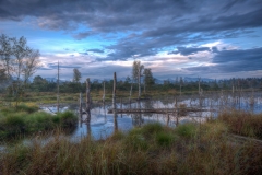 Roland-Brugger_Natur_das-Moor